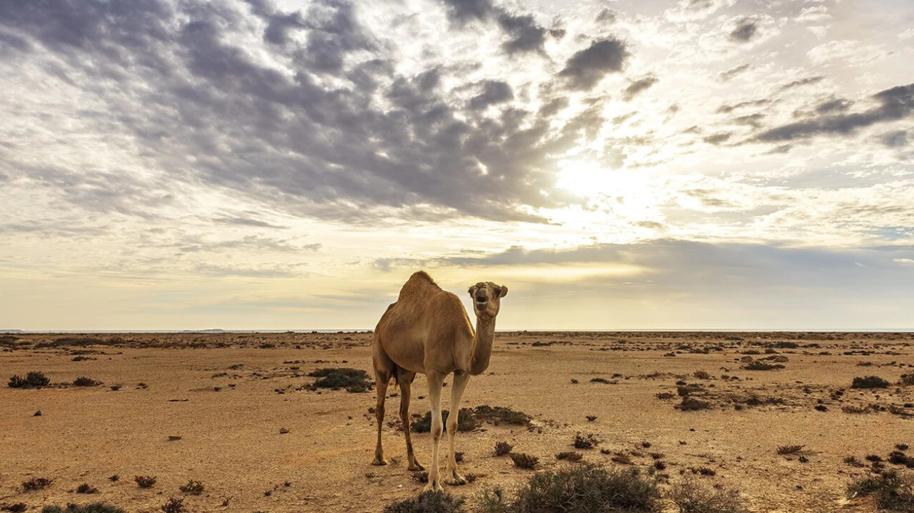 Voyage organisé Dakhla