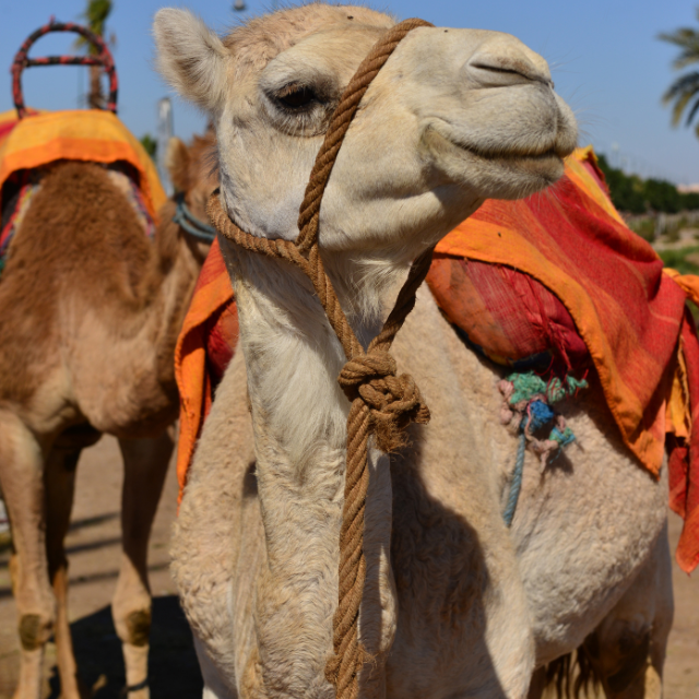 Randonnées a dos de chameau